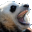 The Panda's Thumb icon -- a tiny image of a panda