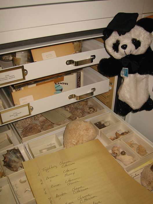 [Prof. Steve Steve with S. J. Gould's collections